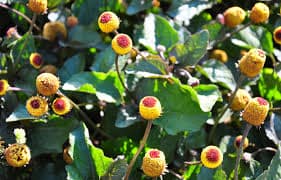 paracress plant